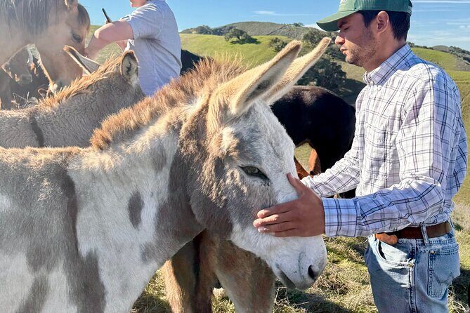 Savor the SYV Farm Experience Cattle Ranch to Olive Grove Picnic - A Deep Dive into the Santa Ynez Farm Experience