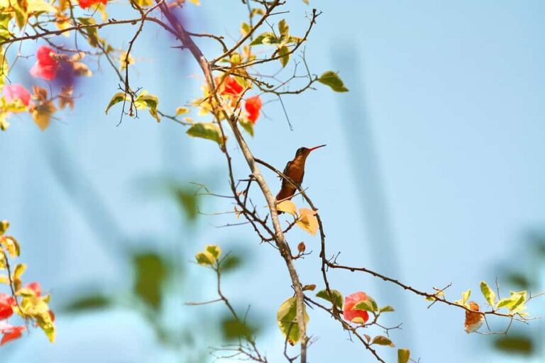 Sayulita: Rancho Verde Birdwatching Tour for Beginners - Why This Tour Offers Good Value