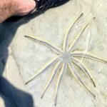 Scenic Mangrove Tunnel Paddle Tour  New Smyrna Beach - A Deep Dive into the Mangrove Tunnel Experience