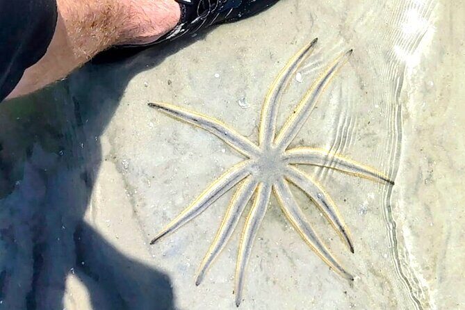Scenic Mangrove Tunnel Paddle Tour  New Smyrna Beach - A Deep Dive into the Mangrove Tunnel Experience