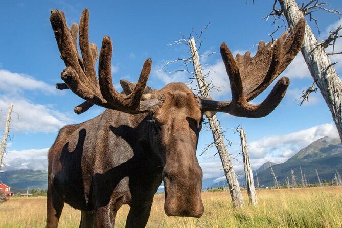 Scenic Tour to Wildlife Center from Anchorage - Authentic Reviews: What Travelers Say