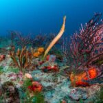 Scuba Diving Experience in West Palm Beach - A Detailed Look at the Itinerary