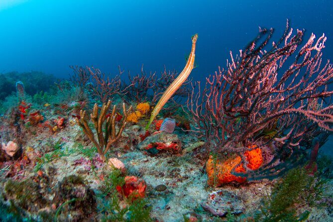 Scuba Diving Experience in West Palm Beach - A Detailed Look at the Itinerary