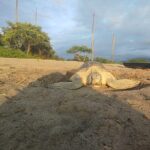 Sea Turtle Conservation Release Puerto Vallarta - Who Will Love This Tour?