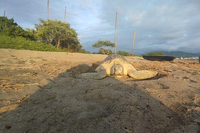 Sea Turtle Conservation Release Puerto Vallarta - Who Will Love This Tour?