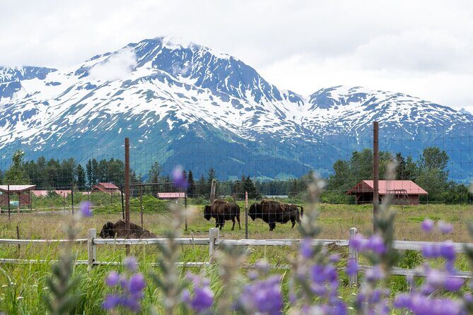 Self Guided Driving Audio Tour Anchorage to Homer Roundtrip - Exploring Alaska on Your Terms: A Complete Breakdown