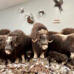 Self Guided Tour in Wildlife Gallery - Frequently Asked Questions