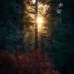 Sequoia National Park: Giant Forest Hike with Naturalist - Insights from the Guide