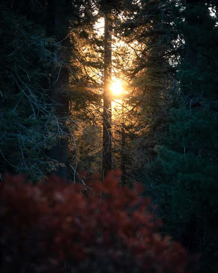 Sequoia National Park: Giant Forest Hike with Naturalist - Insights from the Guide