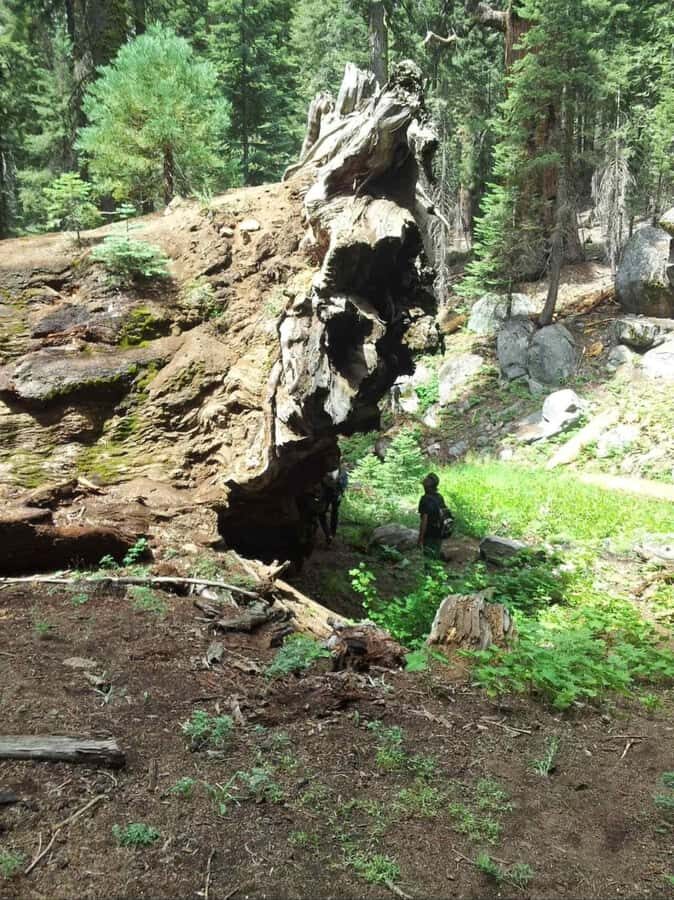 Sequoia National Park: Giant Forest Private Tour - FAQ