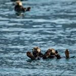 Seward: Full-Day Northwestern Fjord Glacier & Wildlife Tour - Exploring the Northwestern Fjord: A Deep Dive