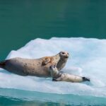 Seward: Kenai Fjords National Park Glacier Cruise w/ Lunch - Scenic Itinerary & Highlights
