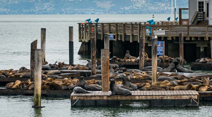SF: Guided Walking Tour, Cable Car Ticket & Pier 39 Meal - Who Will Love This Tour?