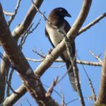 Sian Ka'an: Bird Watching & Mayan Herbal Medicine - An In-Depth Look at the Sian Ka’an Tour Experience