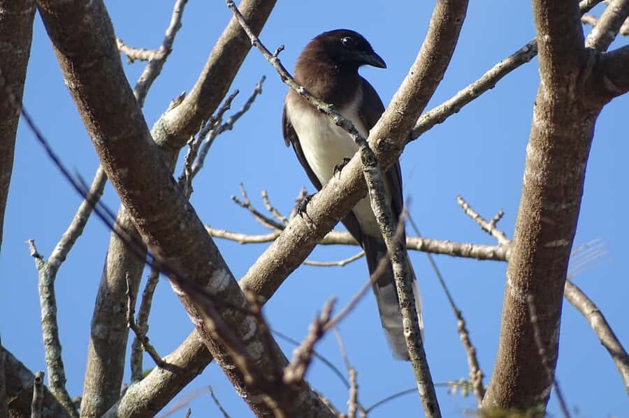 Sian Ka'an: Bird Watching & Mayan Herbal Medicine - An In-Depth Look at the Sian Ka’an Tour Experience
