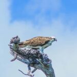 Sian Ka'an Reserve: Safari and Snorkeling Tour. - Practical Advice for Your Day in Sian Kaan