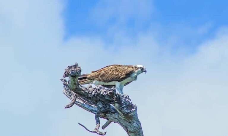 Sian Ka'an Reserve: Safari and Snorkeling Tour. - Practical Advice for Your Day in Sian Kaan