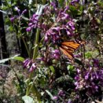 Sierra Chincua and Tlalpujahua: Monarch Butterflies and a Magical Town - Tlalpujahua: A Town Frozen in Time