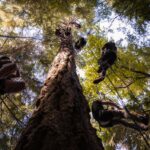 Silver Falls State Park: Tree Climbing Sunset Tour - Who Should Consider This Tour?
