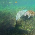 Silver Springs Kayak Tour with Orlando Pick Up - Exploring the Silver Springs Kayak Tour: What You Can Expect