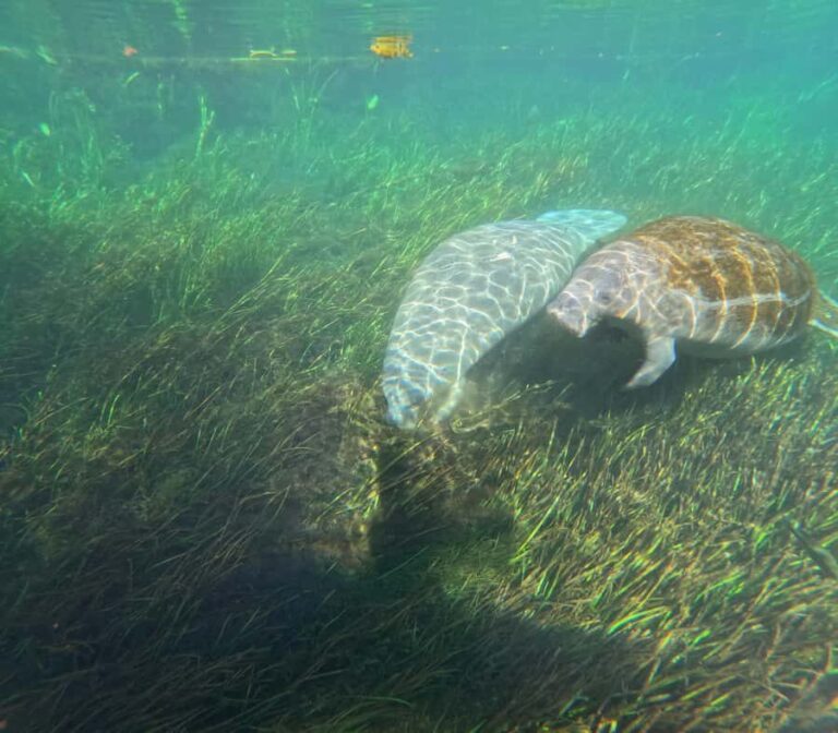 Silver Springs Kayak Tour with Orlando Pick Up - Exploring the Silver Springs Kayak Tour: What You Can Expect
