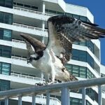 Single Kayak Rentals at The Bay - The Scenic Route and What to Expect