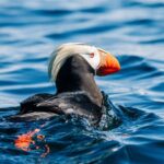 Sitka: Islands of Wonder Wildlife Adventure - An In-Depth Look at the Sitka Islands of Wonder Wildlife Adventure