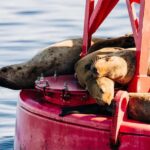Sitka: Private Wildlife Photography Workshop by Boat - Exploring the Details of the Wildlife Photography Workshop