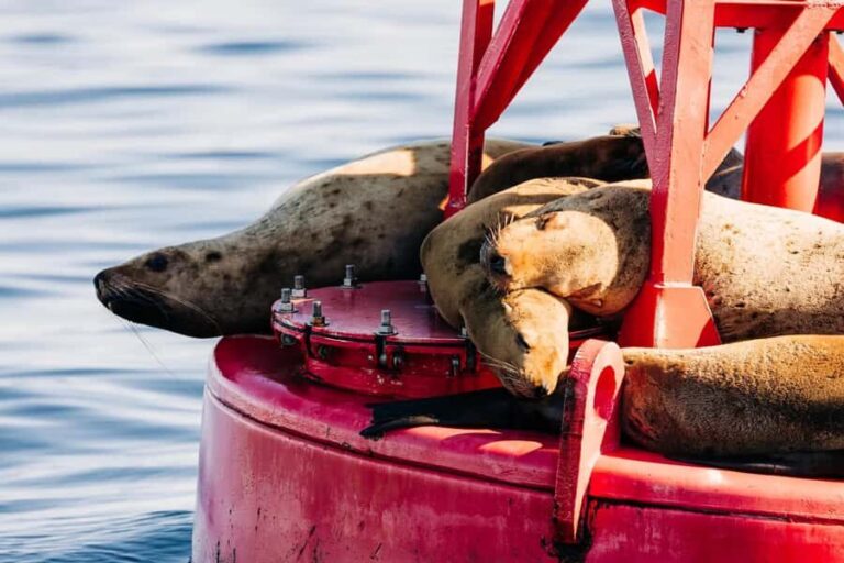 Sitka: Private Wildlife Photography Workshop by Boat - Exploring the Details of the Wildlife Photography Workshop