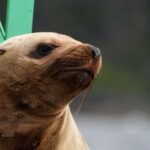 Sitka: Wildlife Boat Tour with Guide - An In-Depth Look at the Sitka Wildlife Boat Tour