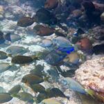 Six Fins Key West: Private Snorkeling Charter with Captain - Discovering Key West’s Underwater Treasures with Six Fins