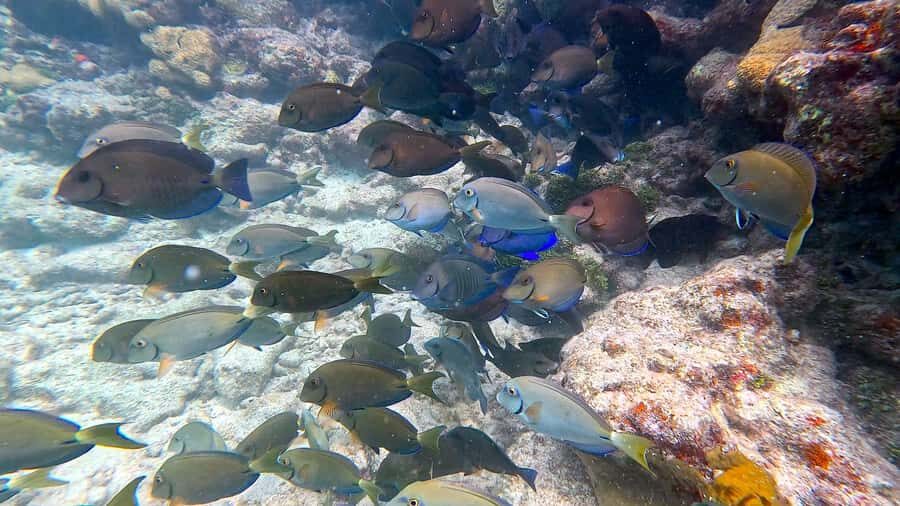 Six Fins Key West: Private Snorkeling Charter with Captain - Discovering Key West’s Underwater Treasures with Six Fins