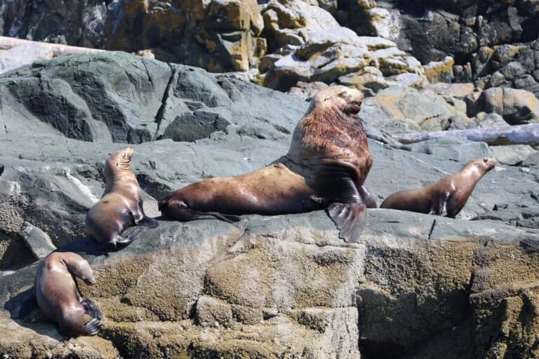 Skookumchuck Narrows: Rapids Boat Tour - Who Will Love This Tour?
