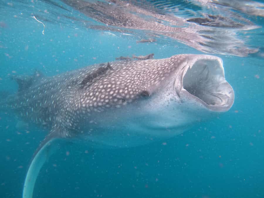Small group Whale Shark snorkeling in La Paz, BCS, Mexico - Analyzing the Value
