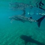 Small group Whale Shark snorkeling in La Paz BCS MX - Practical Aspects and Tips