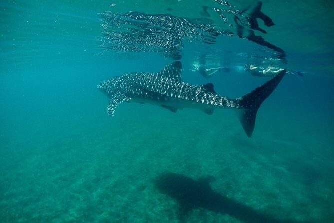 Small group Whale Shark snorkeling in La Paz BCS MX - Practical Aspects and Tips