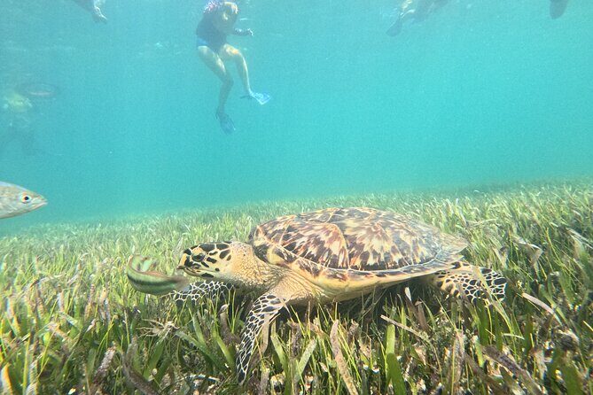 Snorkel Adventure in Cancun - Who Should Consider This Snorkel Tour?