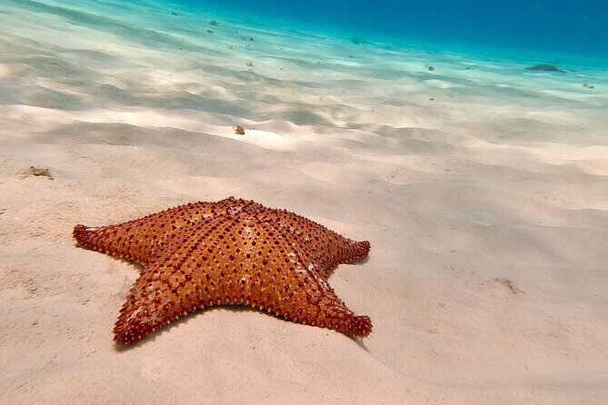 Snorkeling adventure in El Cielo, El Cielito, Palancar and Colombia. - An In-Depth Look at the Snorkeling Tour Experience