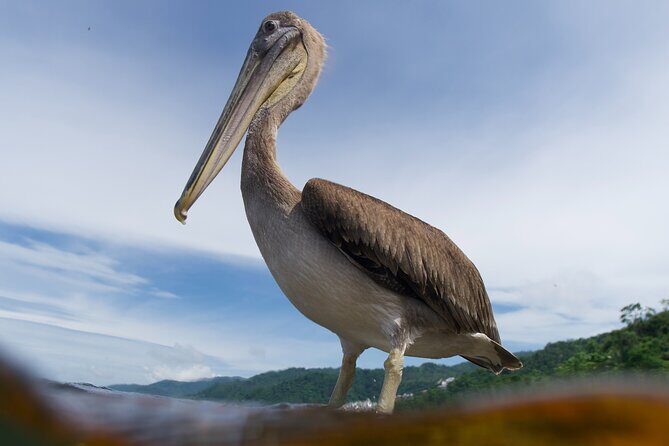 Snorkeling in Los Arcos and Bird watching - Things to Keep in Mind
