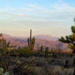 Sonoran Desert: Sunset Jeep Tour with Tonto National Forest - A Detailed Look at the Sonoran Desert Sunset Jeep Tour