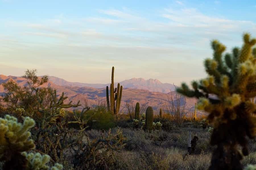 Sonoran Desert: Sunset Jeep Tour with Tonto National Forest - A Detailed Look at the Sonoran Desert Sunset Jeep Tour