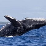 South Maui: Whale Watch Sail with Live Immersive Whale Songs - An In-Depth Review of the South Maui Whale Watching Experience