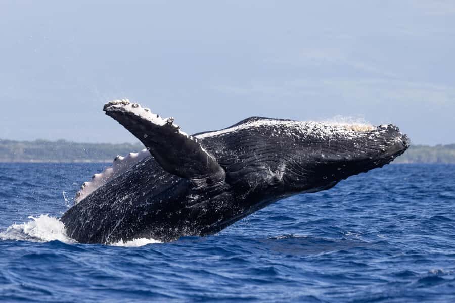 South Maui: Whale Watch Sail with Live Immersive Whale Songs - An In-Depth Review of the South Maui Whale Watching Experience