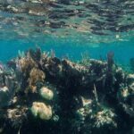 Speedboat tour Snorkeling and Transportation for One Price - The Practicalities: What You Need to Know