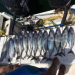 sport fishing - The Sum Up