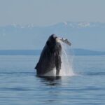 Spring Bears and Whales Tour in Campbell River - Who Should Consider This Tour?