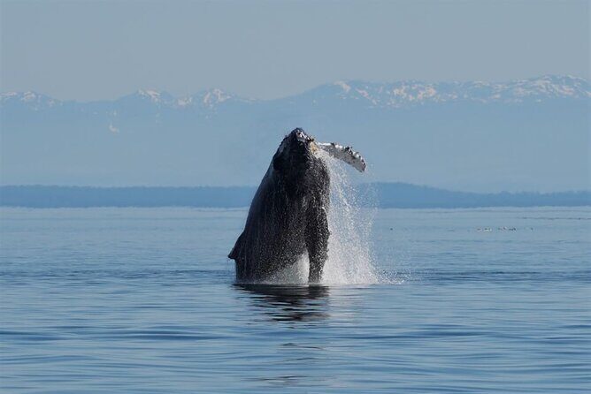 Spring Bears and Whales Tour in Campbell River - Who Should Consider This Tour?