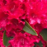 Spring Cherry Blossom Tour Victoria YYJ Airport Pickup - The Scenic Drive and First Stop: Malahat Skywalk