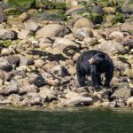 Squamish: Howe Sound Boat Tour with Wildlife Spotting - Final Thoughts