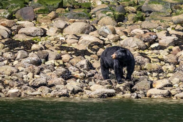 Squamish: Howe Sound Boat Tour with Wildlife Spotting - Final Thoughts